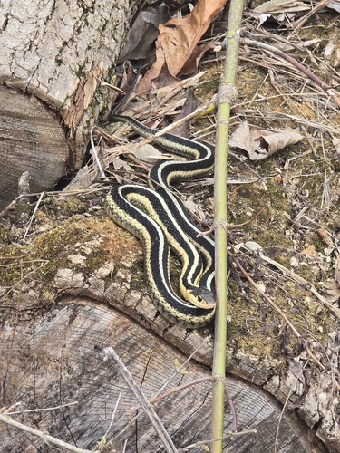 Common Garter Snake observed by jean_luc3085