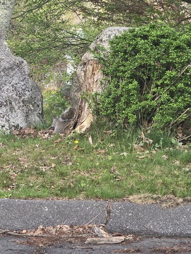 Eastern Gray Squirrel observed by alexbaranowski