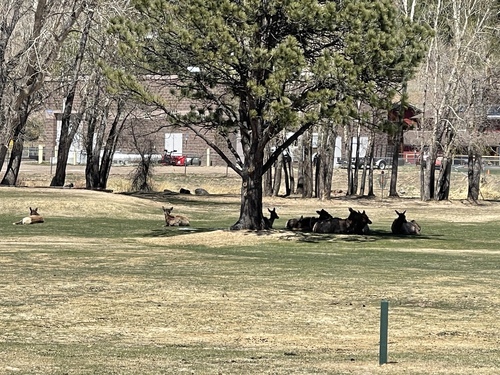 Elk observed by jj_photo