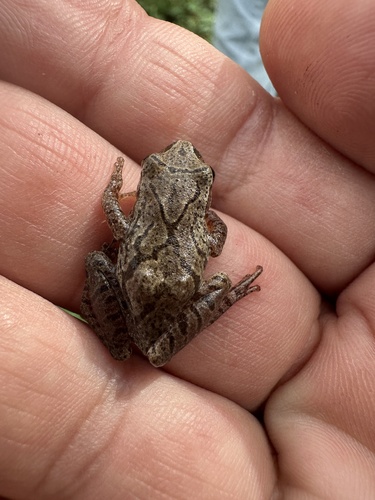 Spring Peeper observed by ecoria