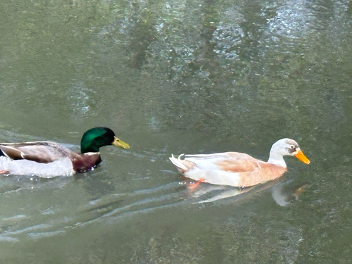 Mallard observed by john651