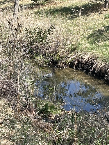 Great Blue Heron observed by buffaloafer