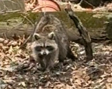 Common Raccoon observed by jacks_hill