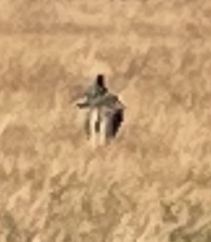 Coyote observed by cgv_rama