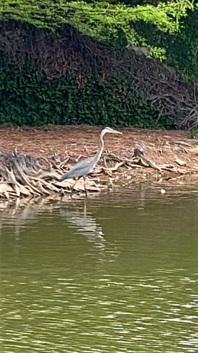 Great Blue Heron observed by greg_salinas