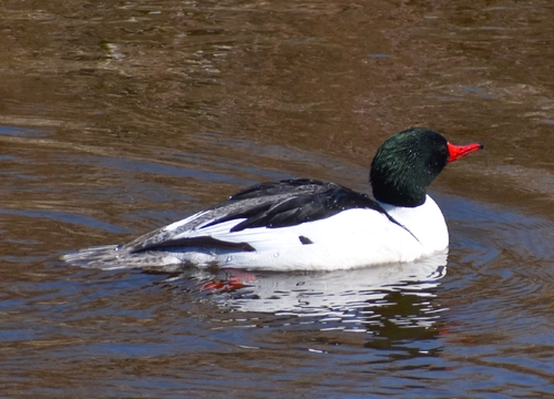 Common Merganser observed by jolie5