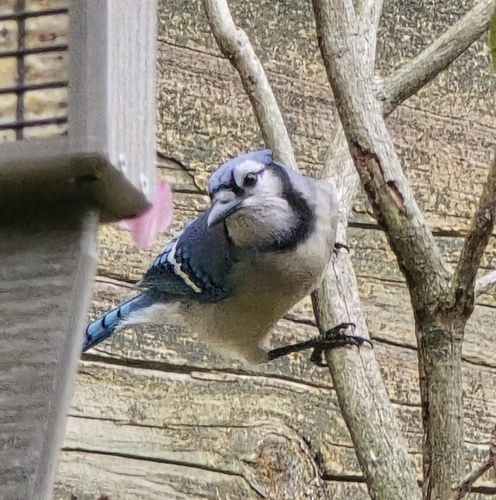 Blue Jay observed by tarathepirate