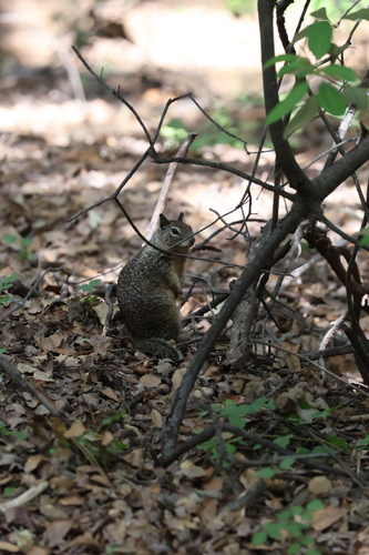 California Ground Squirrel observed by explore_eos