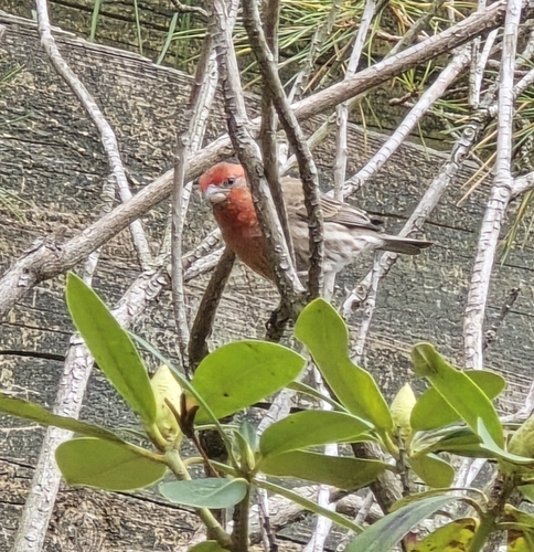 House Finch observed by tarathepirate