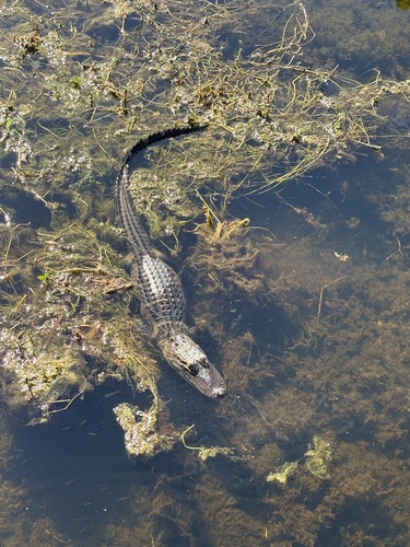American Alligator observed by irbfrenchy