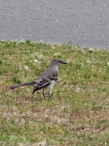 Northern Mockingbird observed by rajones2186