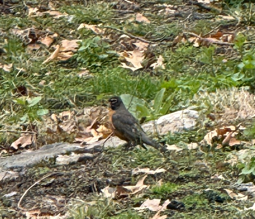 American Robin observed by jacks_hill