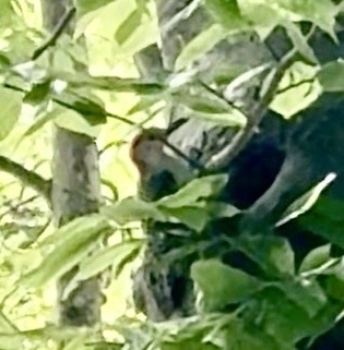 Red-bellied Woodpecker observed by keripenland