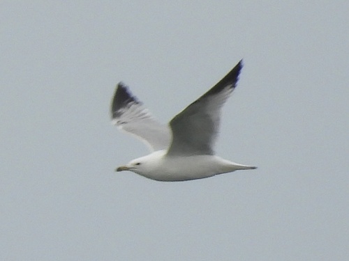 Ring-billed Gull observed by robin04