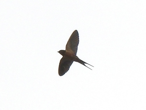 Barn Swallow observed by robin04