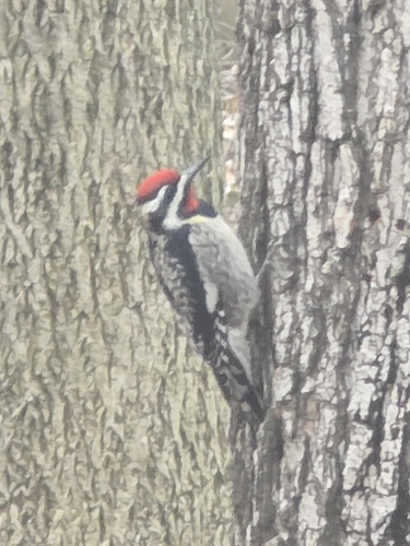 Yellow-bellied Sapsucker observed by jean_luc3085