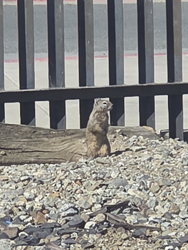 California Ground Squirrel observed by maryam_saad