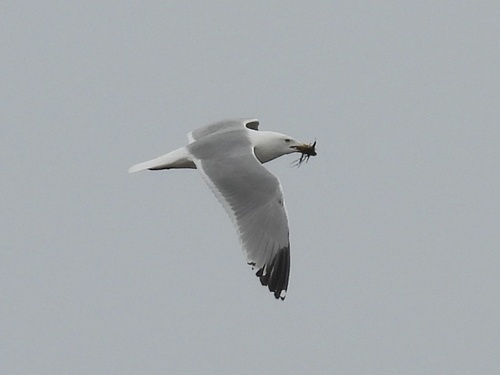 American Herring Gull observed by robin04