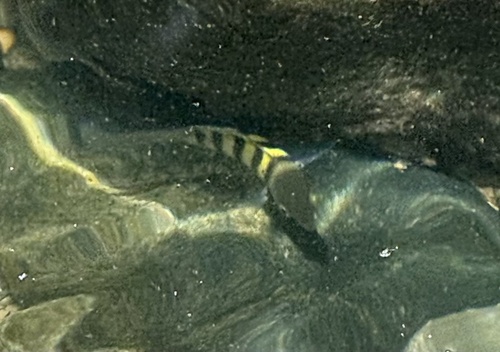Abudefduf saxatilis