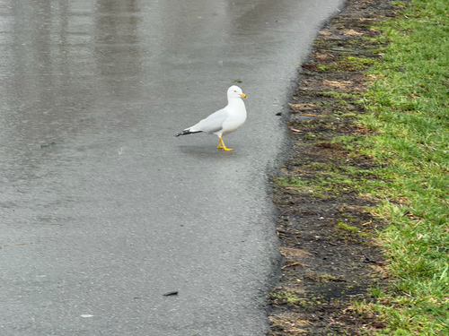 Ring-billed Gull observed by aaron_harrington