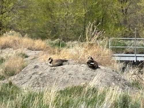 Canada Goose observed by john651