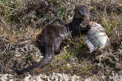 North American River Otter observed by btrentler