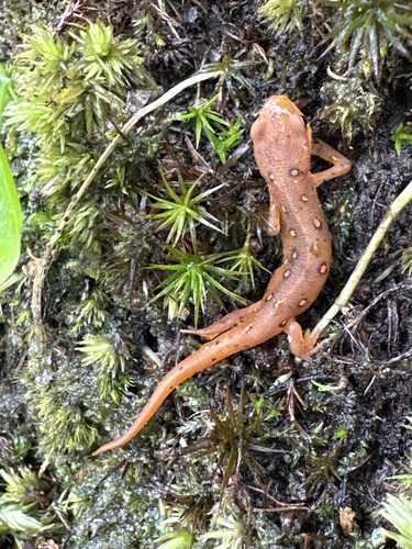 Eastern Newt observed by mfbenard