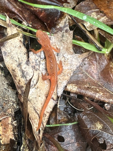 Eastern Newt observed by mfbenard
