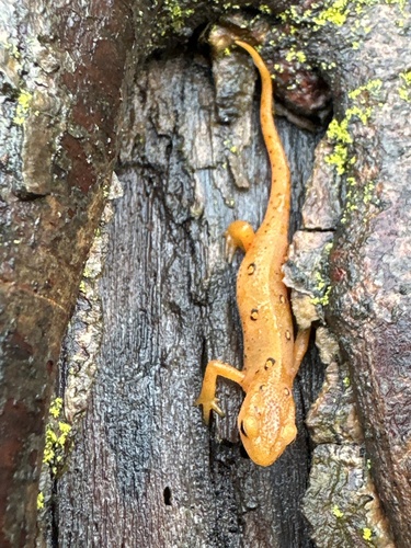Eastern Newt observed by mfbenard