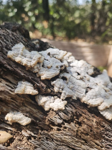 iNaturalist observation photo of hairy curtain crust