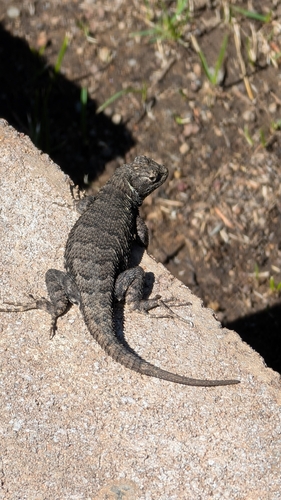 Western Fence Lizard observed by marcus471