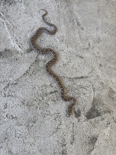 Gopher Snake observed by sandythebrute