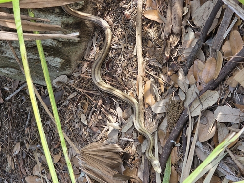 Eastern Ratsnake observed by naturalistbradley