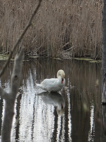 Mute Swan observed by macie23