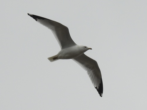 Ring-billed Gull observed by robin04