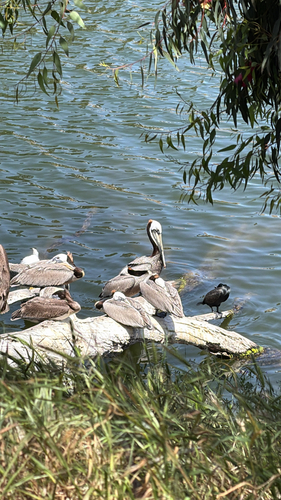 Brown Pelican observed by christel_mauffet_smith