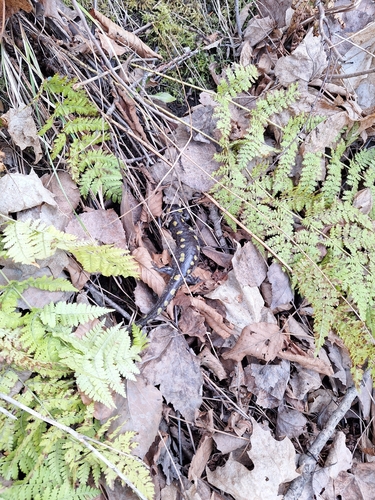 Spotted Salamander observed by clare90918