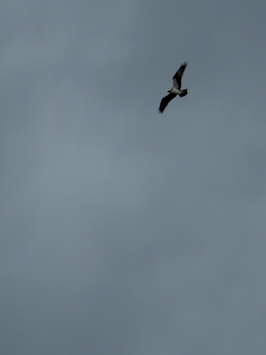 Osprey observed by ilh8