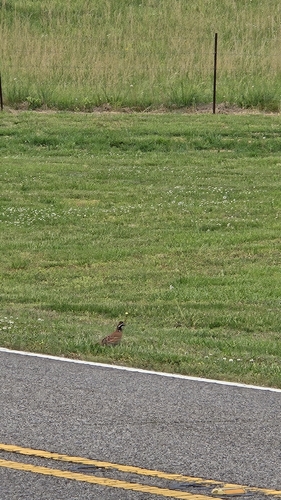 Northern Bobwhite observed by jackson37262
