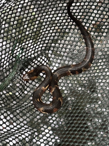 Nerodia fasciata observed by cgwilson