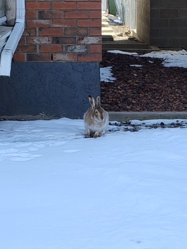 White-tailed Jackrabbit observed by andrew_1