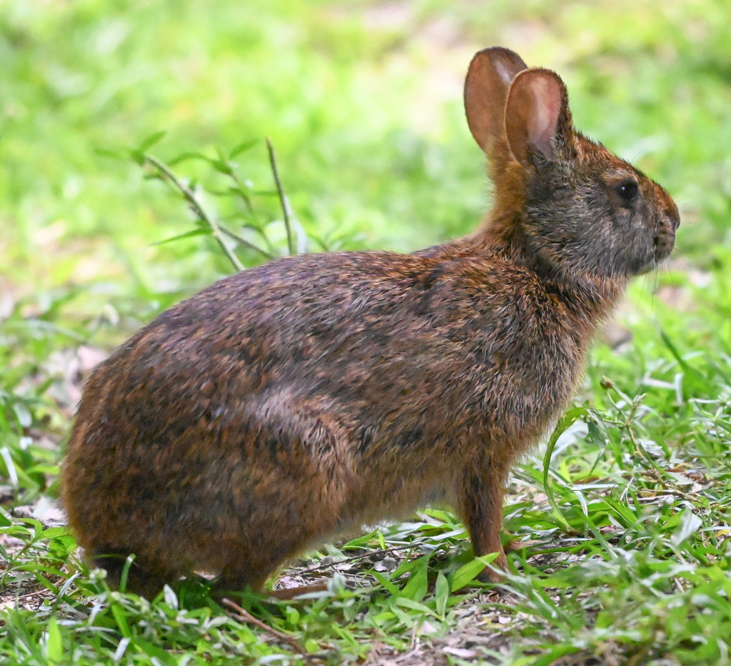 Marsh Rabbit from Palm Beach County, FL, USA on April 14, 2026 at 02:41 ...