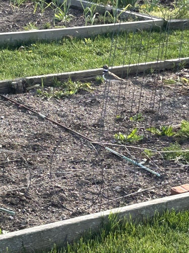Killdeer observed by guitarist19