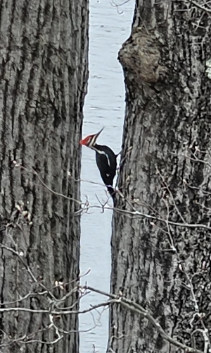 Pileated Woodpecker observed by skinwalkeractual