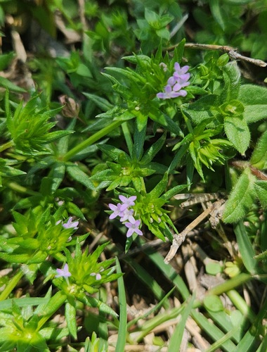 Field madder