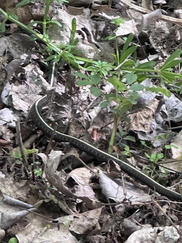 Common Garter Snake observed by bethredmondjones
