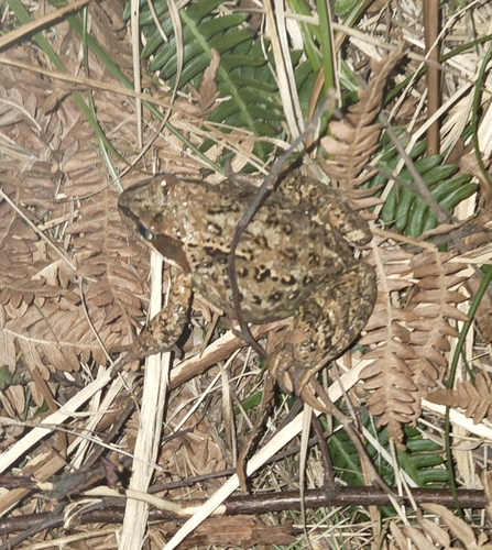 European Common Frog