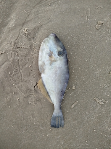 Aluterus monoceros