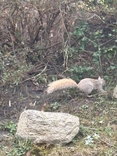 Eastern Gray Squirrel observed by melin