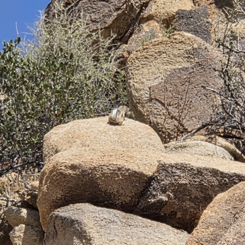 White-tailed Antelope Squirrel observed by dgrimmphd